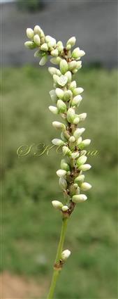  Inflorescence